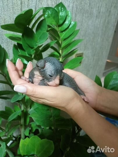 Канадский сфинкс котенок