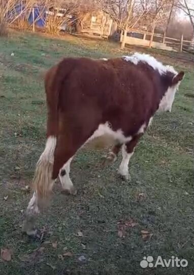 Телята бычки