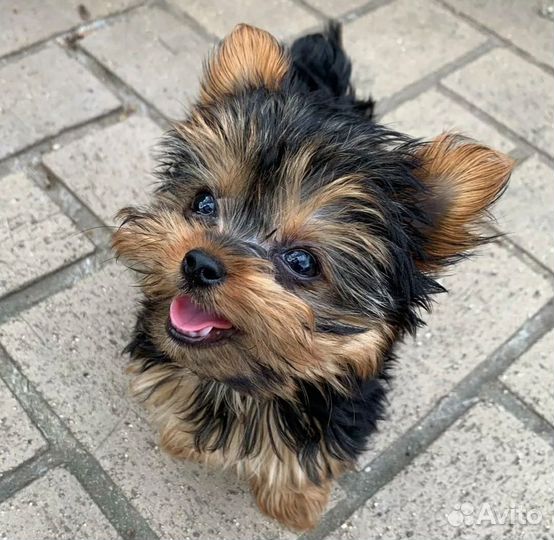 Выгул собак