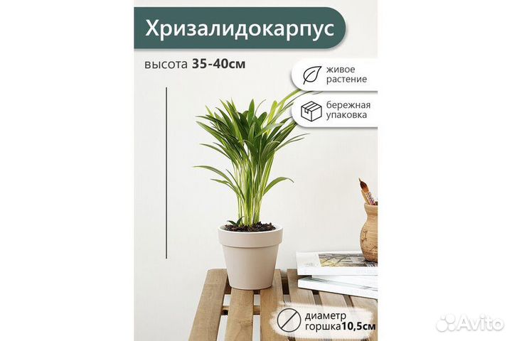 Хризалидокарпус 9 35*