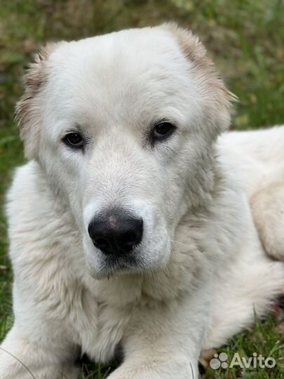 Шерсть собачья белая для рукоделия