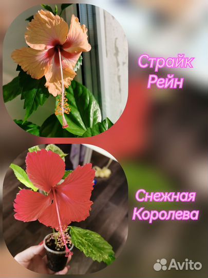 Гибискус китайская роза (13видов)