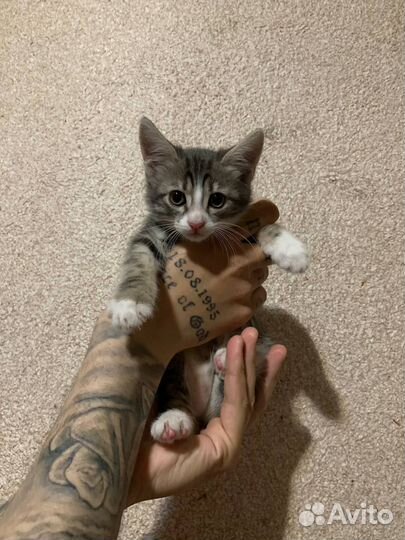 Котята