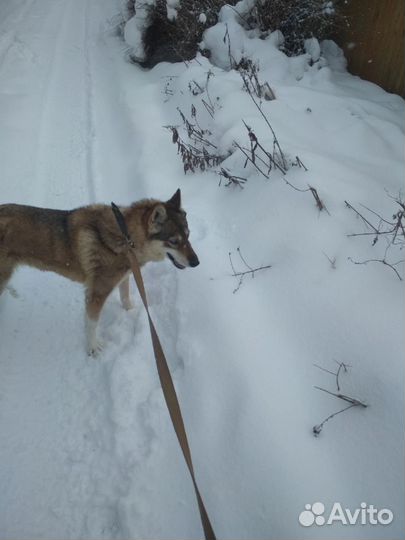 Выгул / передержка собак и др. животных (см.опис)