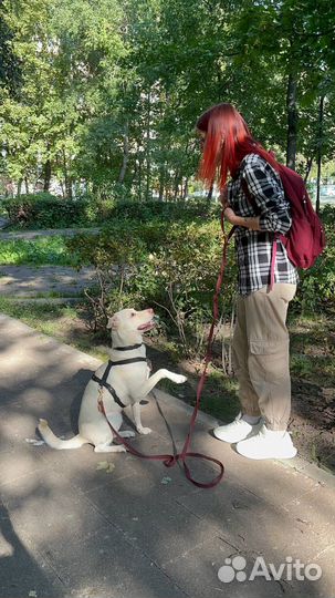 Метис лабрадора