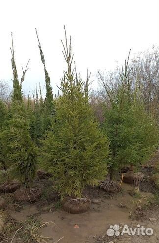 Ель с комом