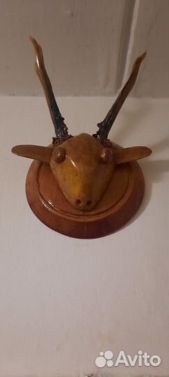 Рога косули