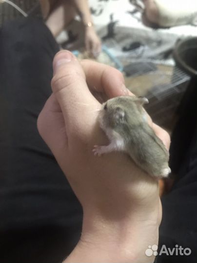 Хомяки джунгарики