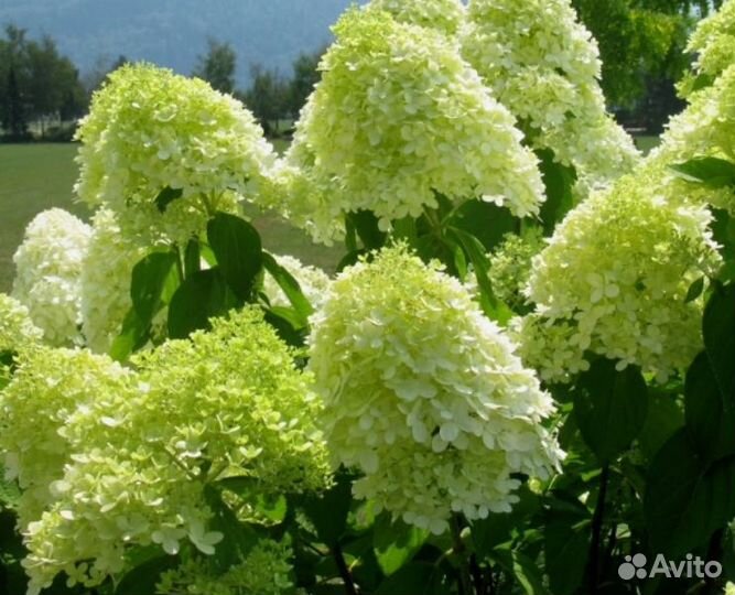 Гортензия метельчатая и древовидная в ассортименте