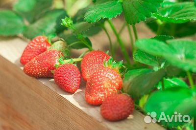 Клубника 