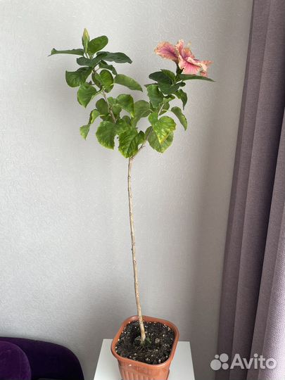 Гибискус criss countess