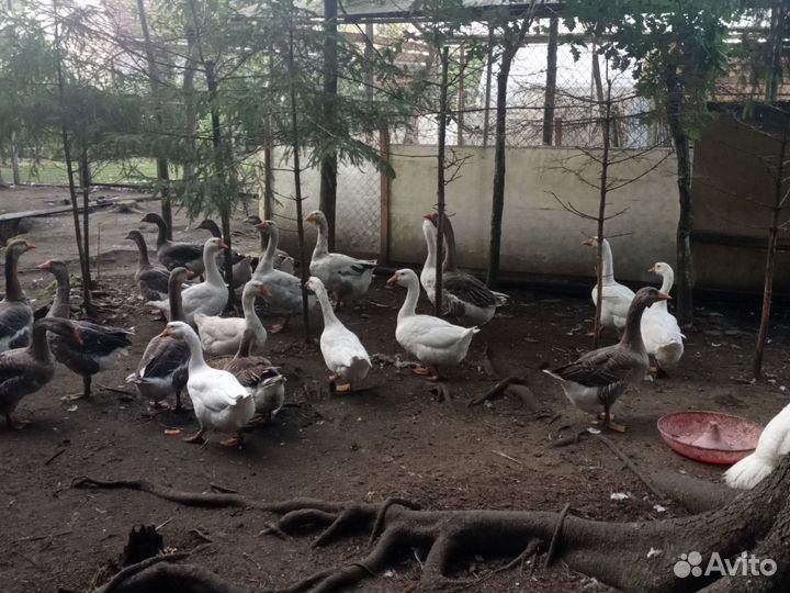 Холмогорские гуси