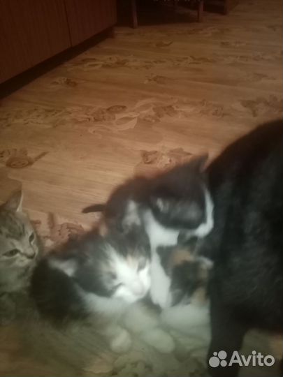 Кошка в дар бесплатно