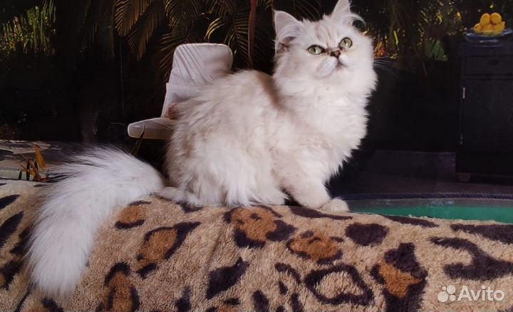 Персидская шиншилла