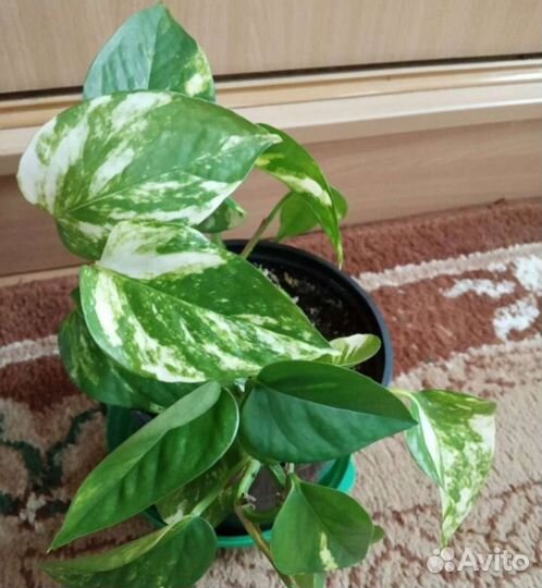 Драцена, Сингониум