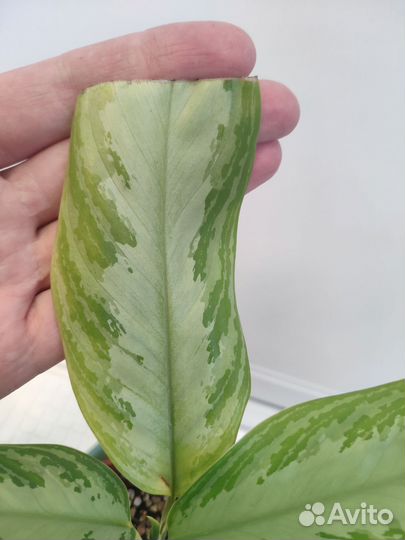 Аглаонема Сильвер Бей