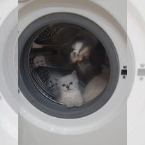 Котята Невские Маскарадные