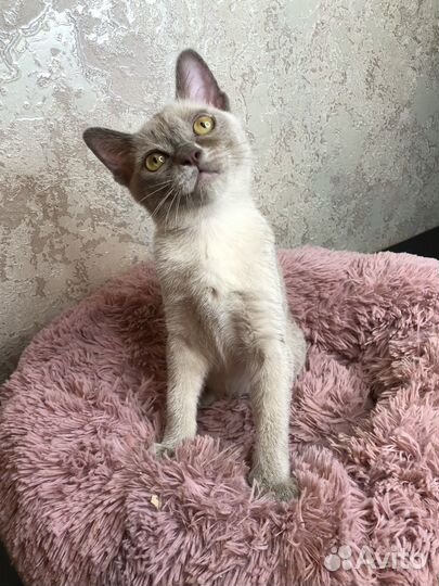 Котята Американской бурмы летние цены