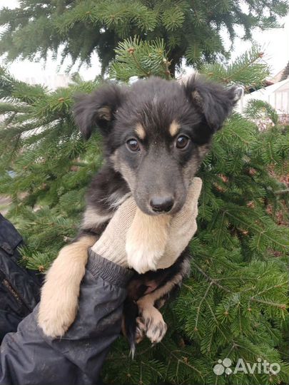 Щенок в добрые ручки