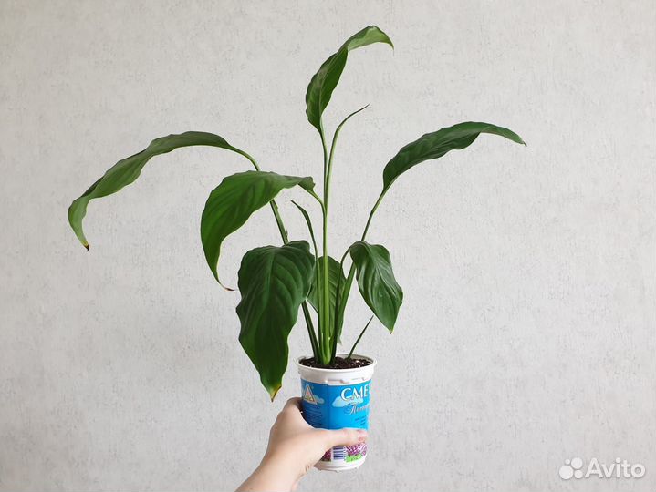 Спатифиллум, Женское счастье, растения цветы белые