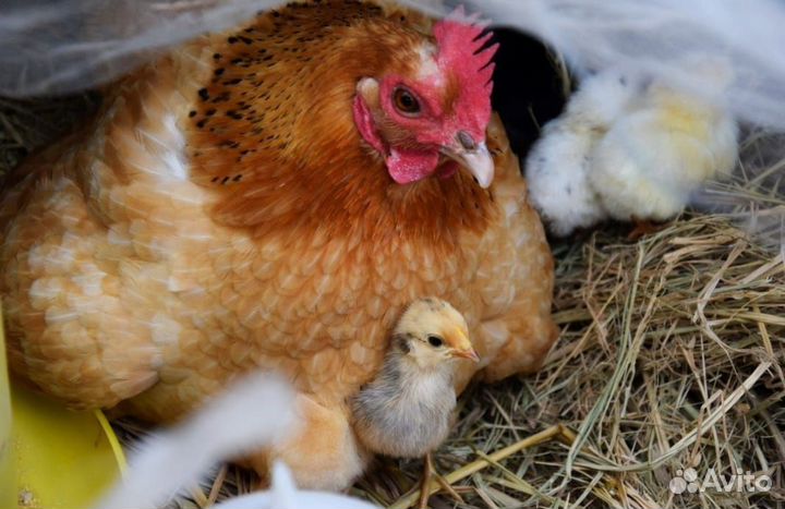 Инкубационное яйцо