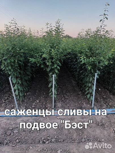 Саженцы плодовых деревьев