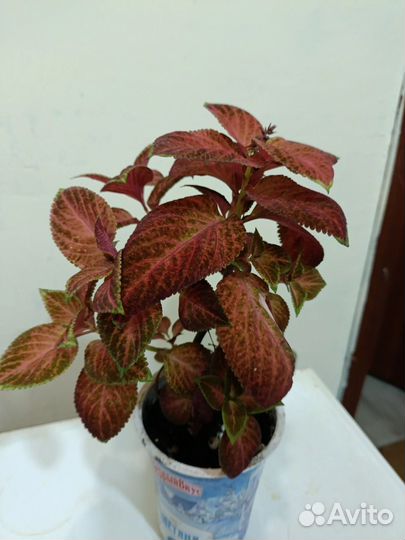 Комнатные цветы