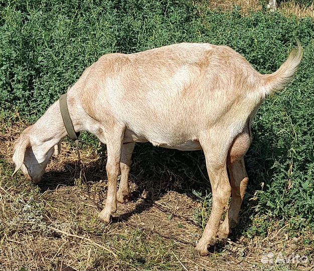 Нубийские козы