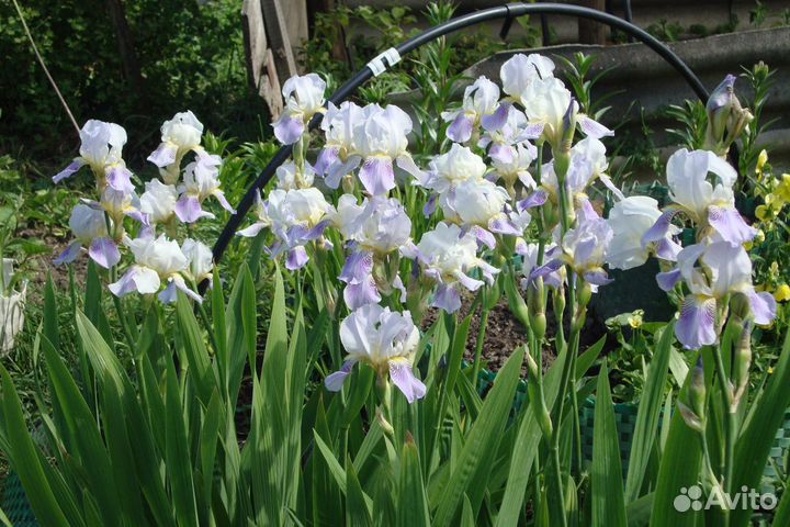 Ирисы