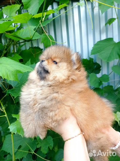 Померанский шпиц