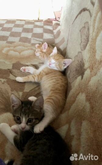 Котята в добрые руки