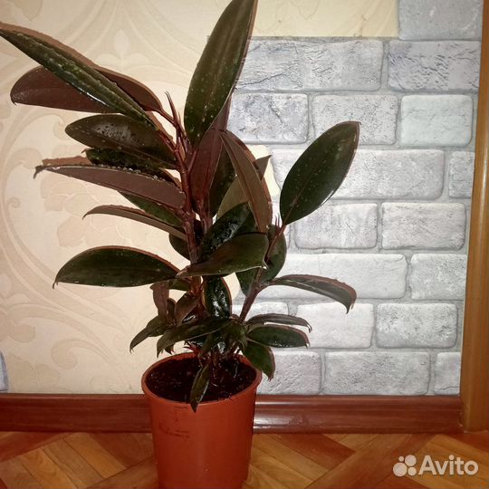 Фикус эластика Черный принц, Мирт, Лавр