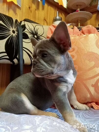 Французики