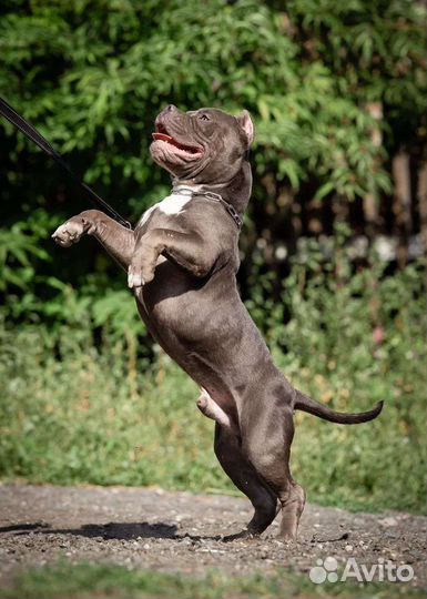 Булли покет мальчик