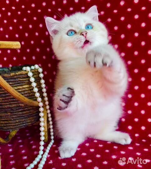 Роскошная синеглазая красотка)