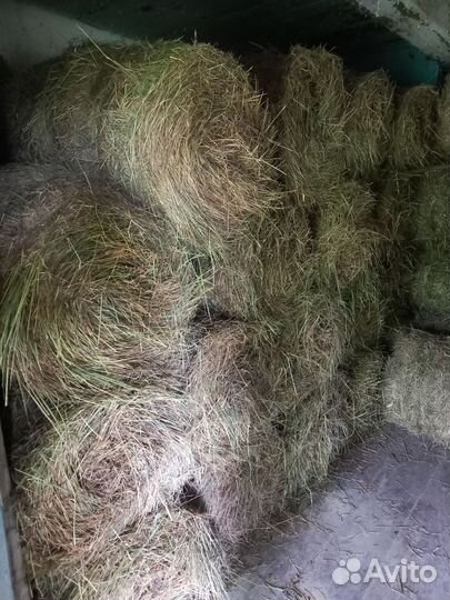 Продам сено в рулонах