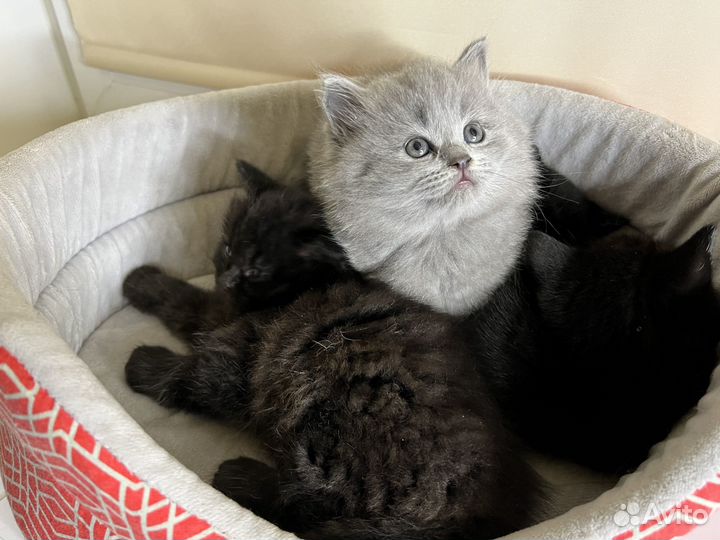 Британские котята