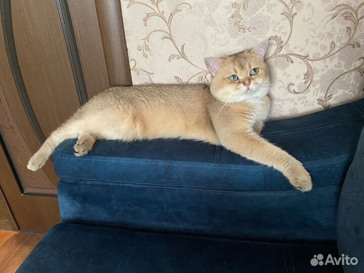 Котик для вязки