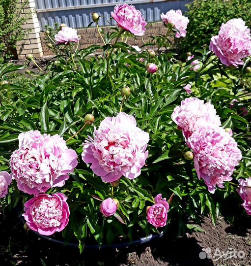 Пионы букет