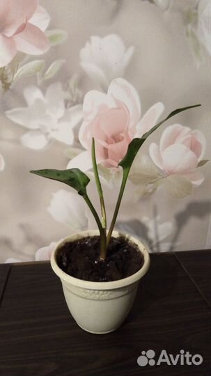 Дримиопсис пятнистый