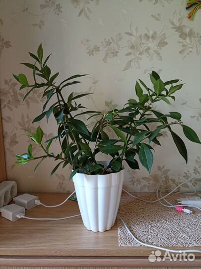 Домашние растения цветы