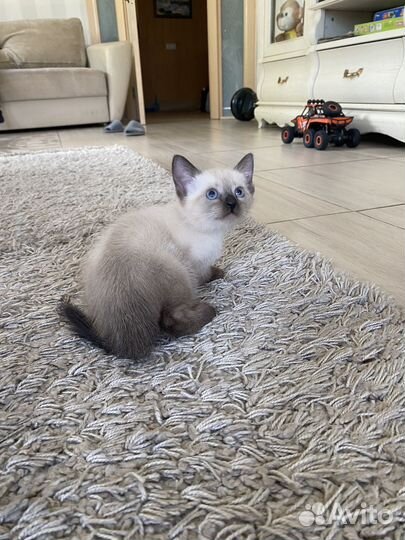 Сиамские котята