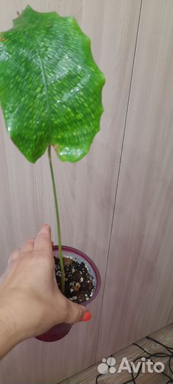 Калатея нетворк