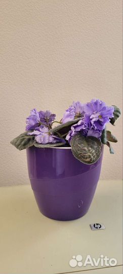 Фиалка. Морской волк