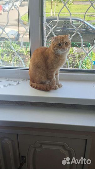 Отдам бесплатно