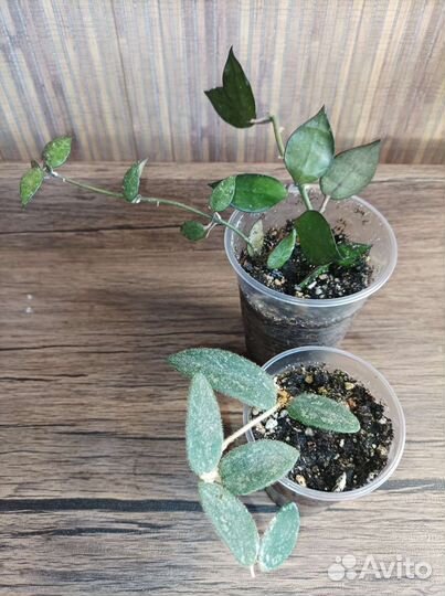 Хойи сортовые, кактусы, ластониевые