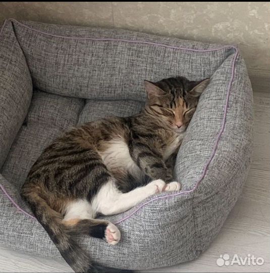 Кошка (без породы)