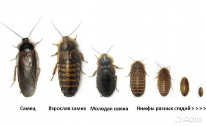 Тараканы Блаптика Blaptica Dubia