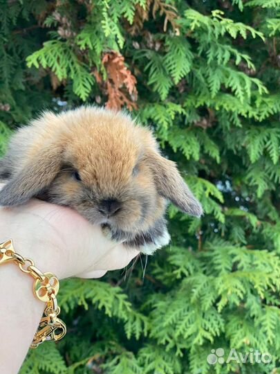 Маленькие ручные кролики