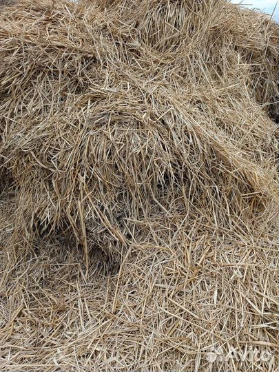 Сено солома в тюках